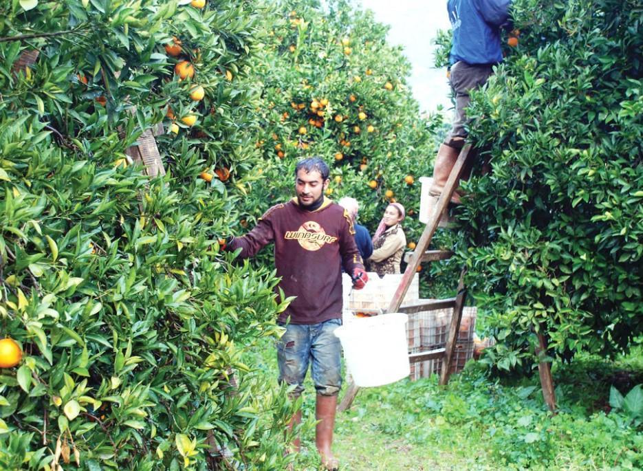 IFC investment to boost Turkish farmers access to finance