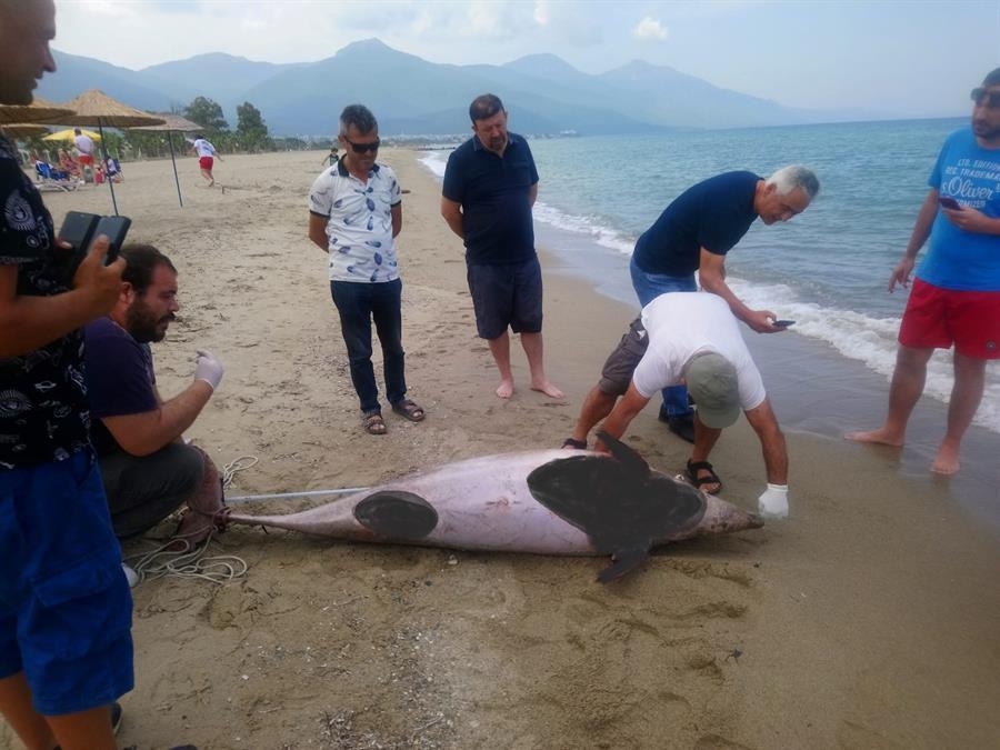 Two dead dolphins washed up on Türkiye’s beaches