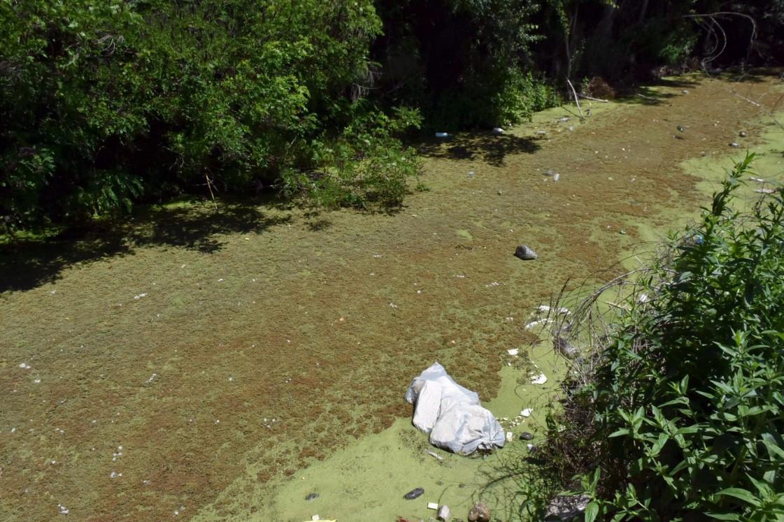 Irrigation canal turns green, emits awful smell