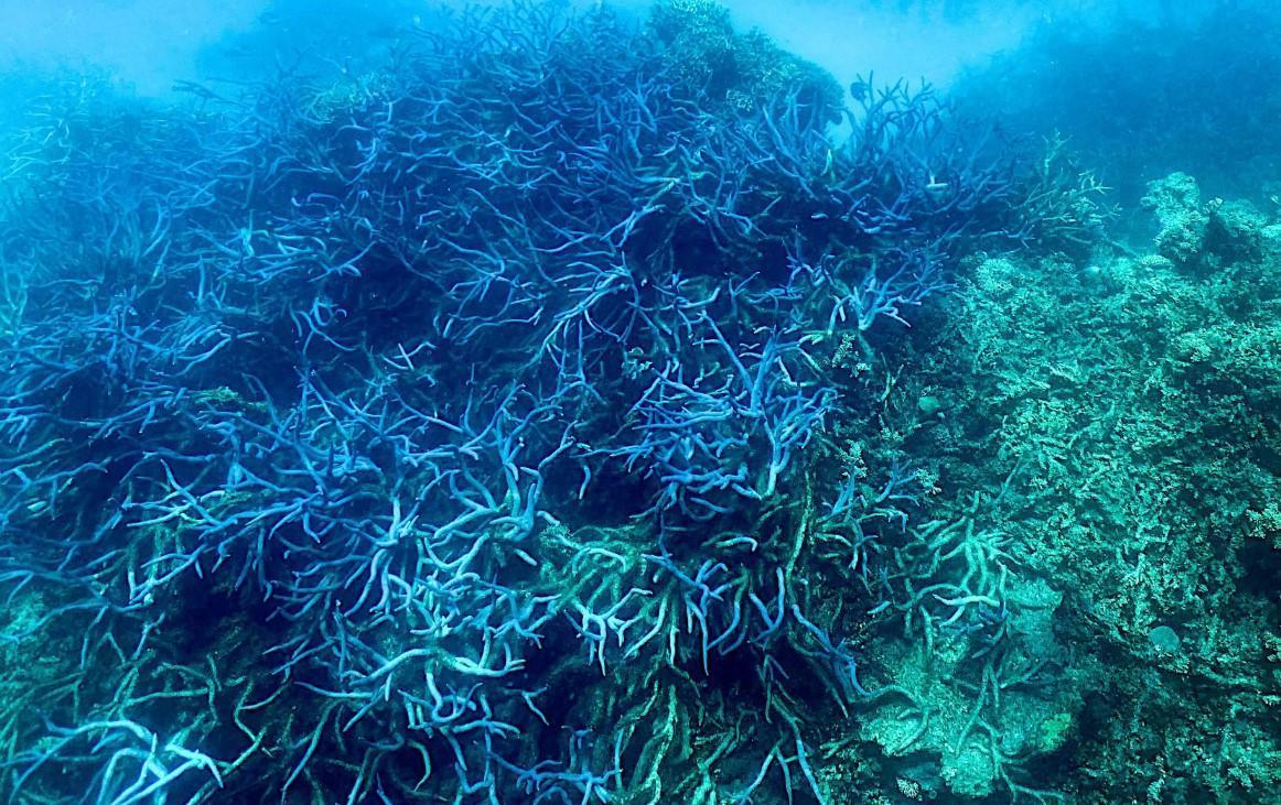 UNESCO hails Australian plan to protect Great Barrier Reef