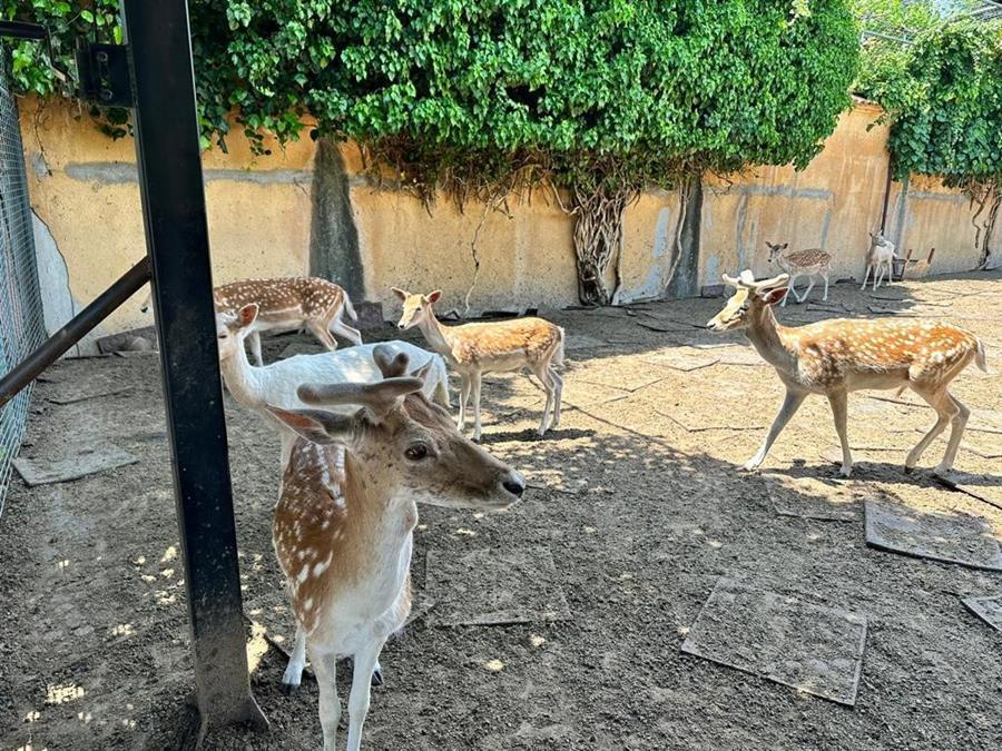 Man arrested for keeping deer, peacocks as pets