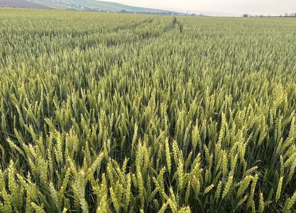 Heavy rainfall forces changes in grain harvest calendar