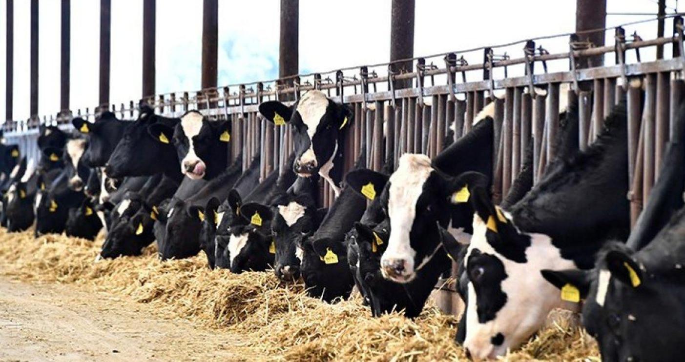 Milk and milk products productions slightly increases