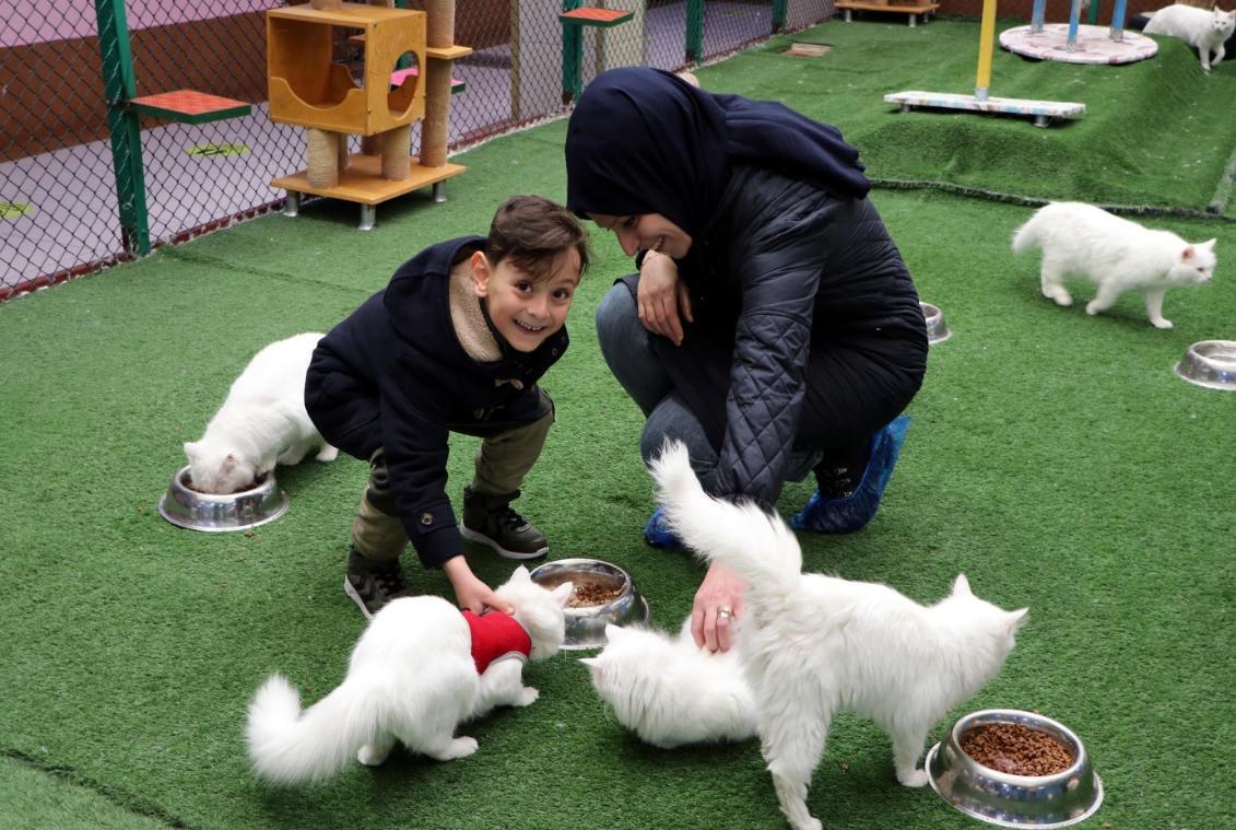 Van cats give boost to local tourism