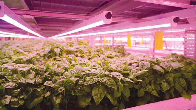 Ministry to expand vertical farming