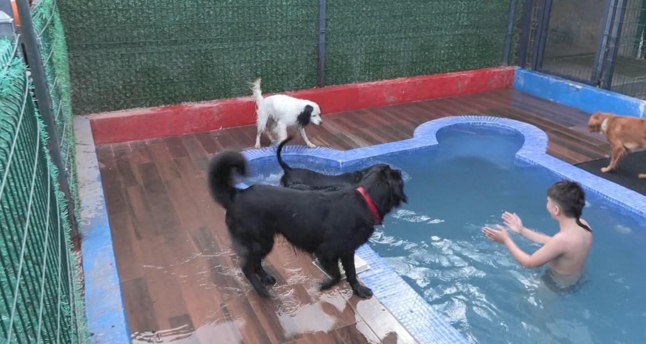 Pet hotels packed with furry friends during Eid