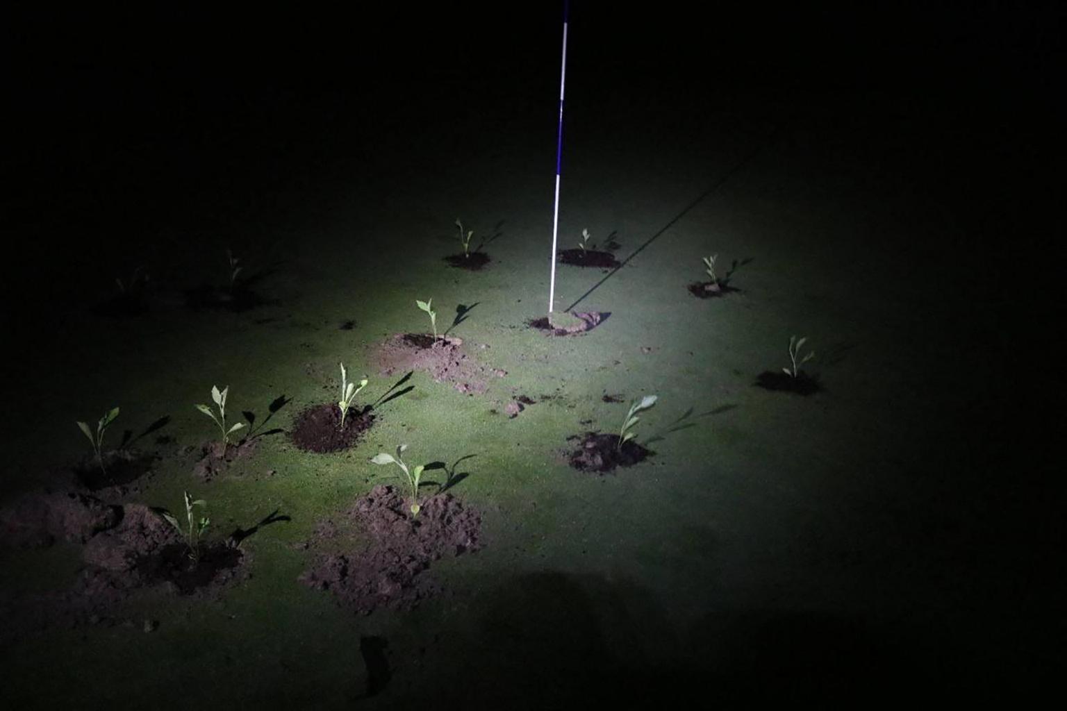 Climate activists block holes on Spanish golf courses over water use