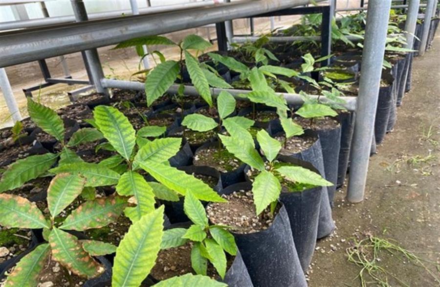 Saplings from 766-year-old tree to be planted