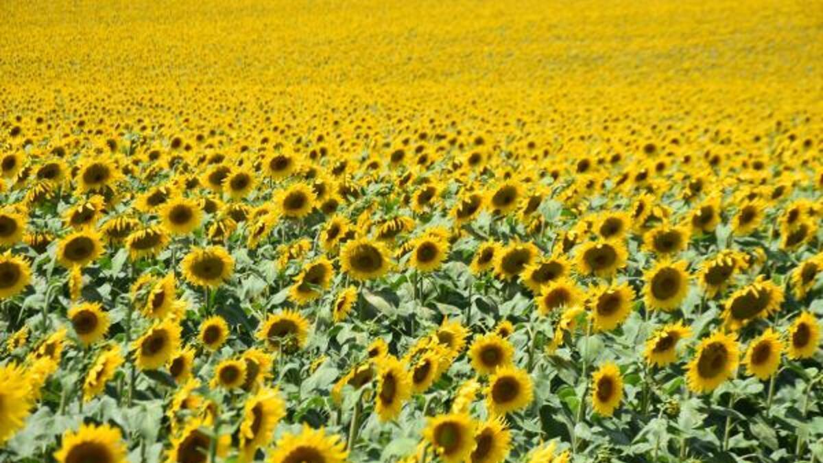 Sunflower fields decimated by sweltering heat: Expert