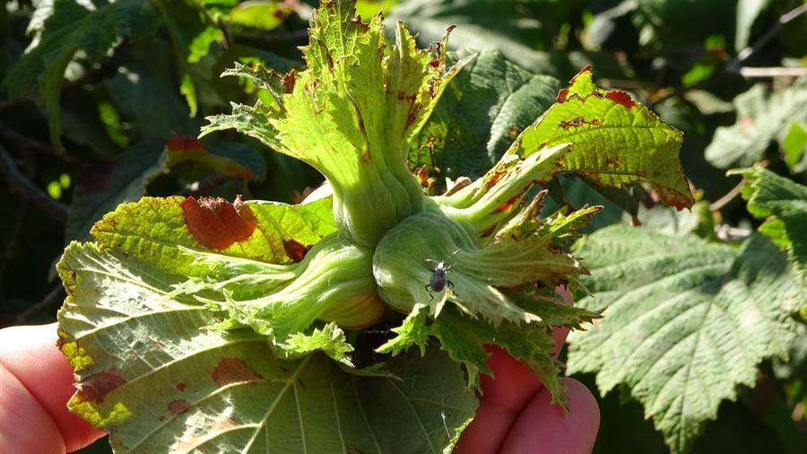 Hazelnut production seen at 718,000 tons