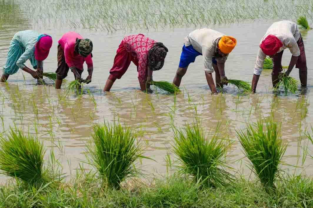 Top rice supplier India bans some exports