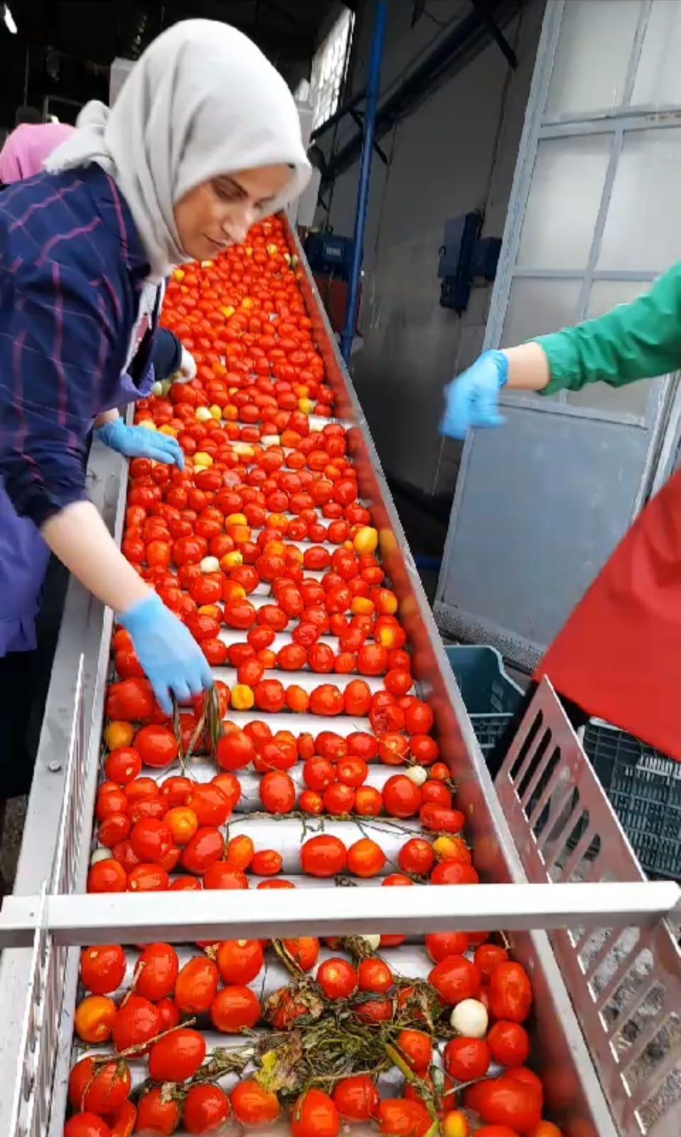 Some 1,400 tons of pepper paste to be exported