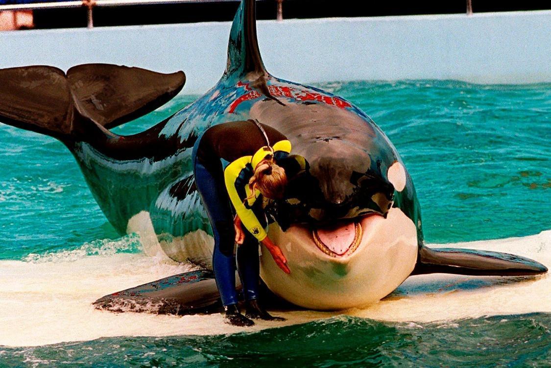 Lolita the orca dies at Miami Seaquarium