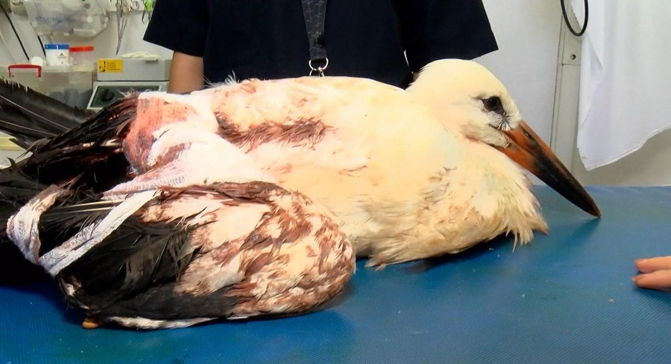 Storks’ migration interrupted by man-made injuries