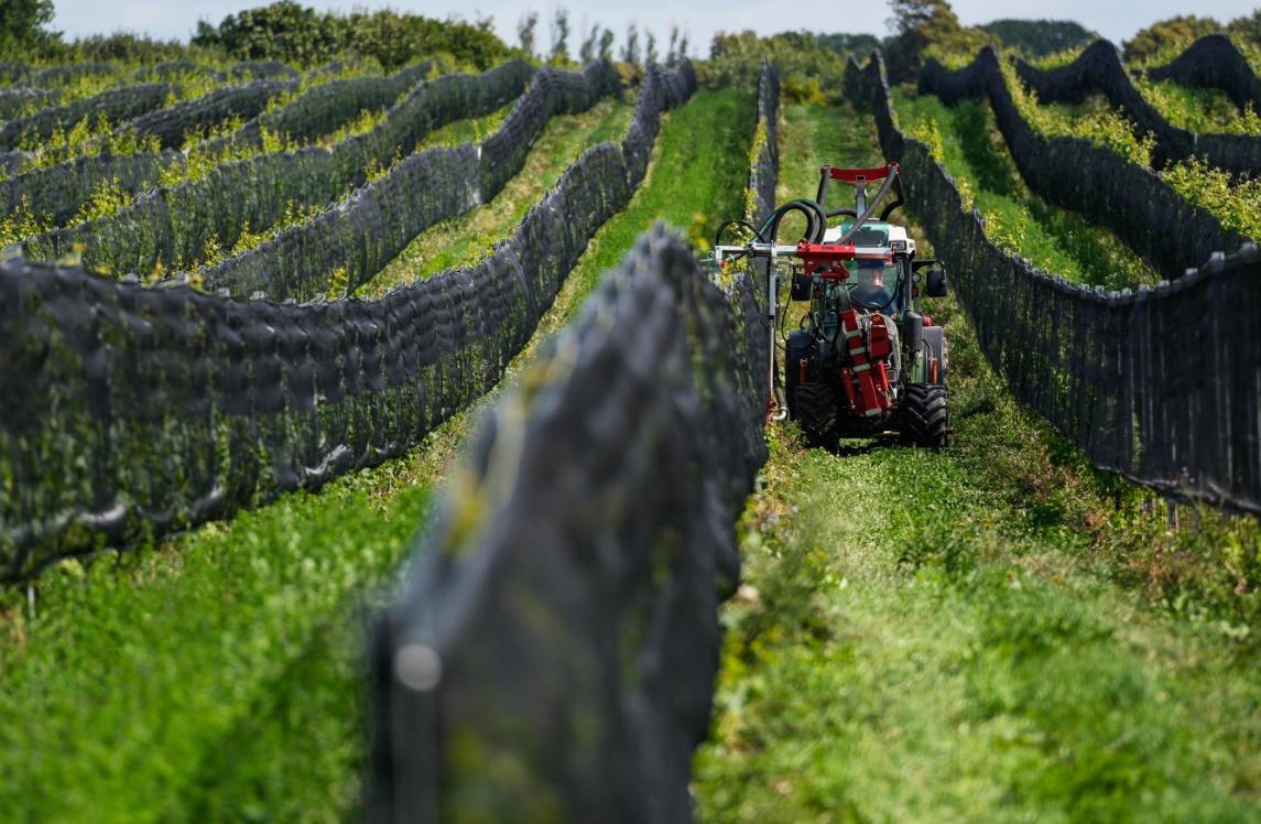 As world warms, Sweden might boost its young wine industry
