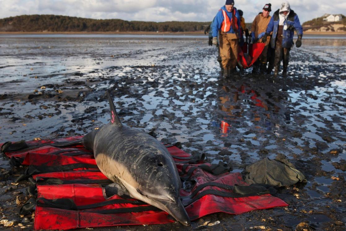 Organization to open dolphin hospital