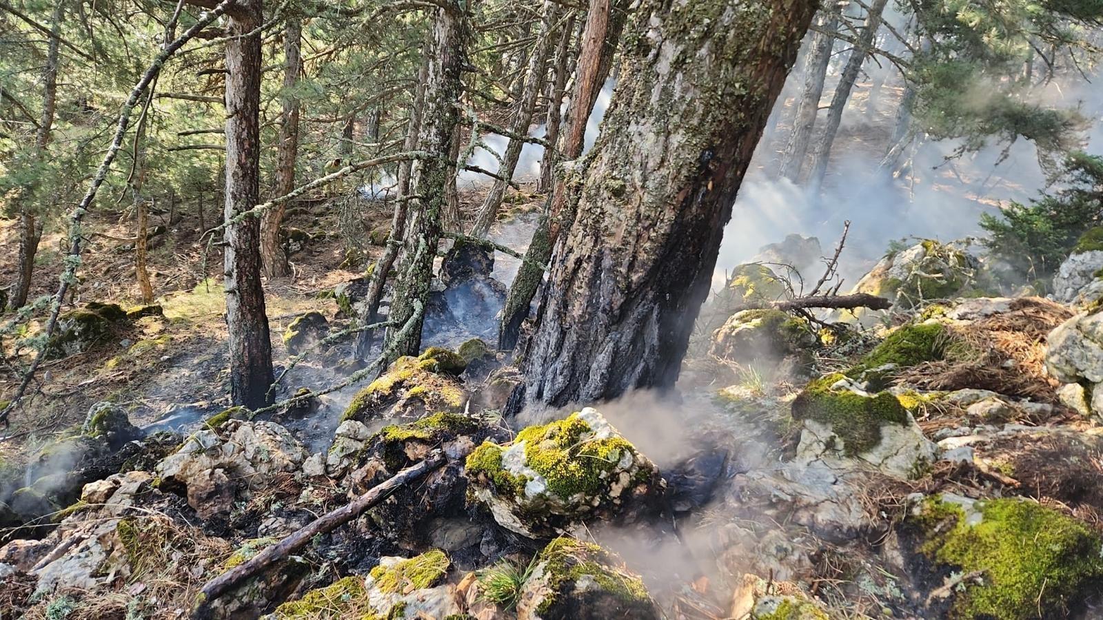 1.5 mln saplings for fire-ravaged areas in Çanakkale: Minister