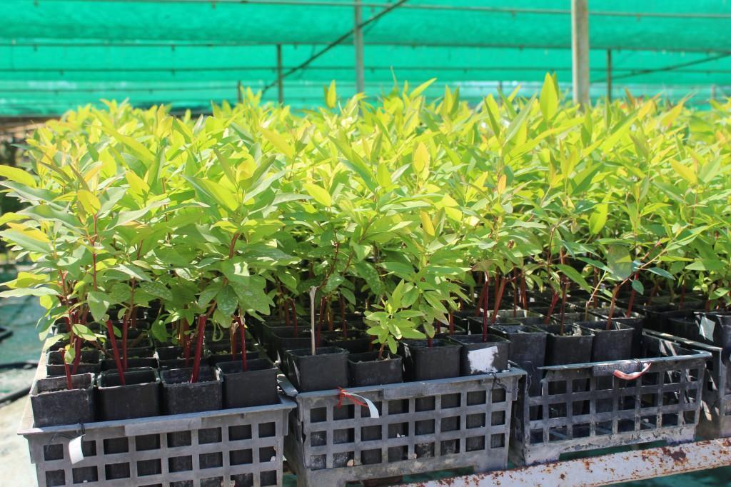 ‘Superior quality eucalyptus’ developed by Turkish institute