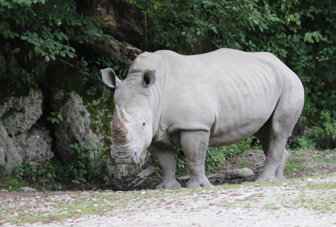 Rhino kills zookeeper and injures other at Austrian zoo
