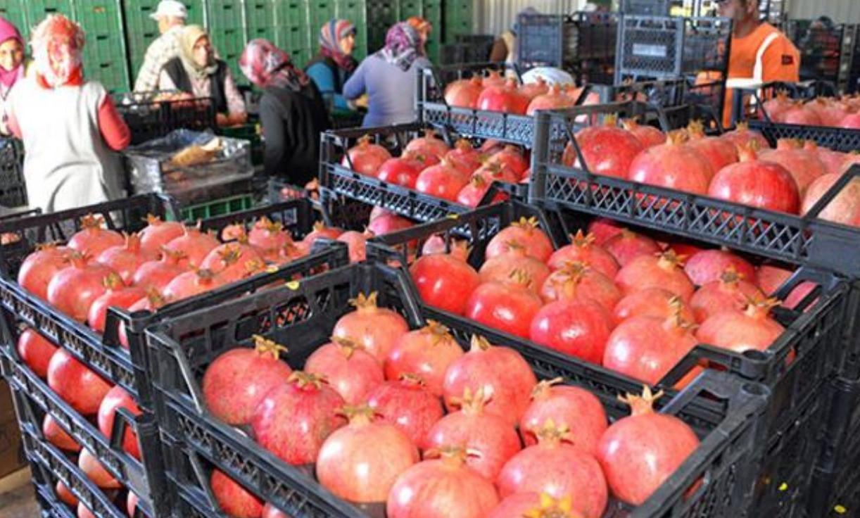 Fruit, vegetable exports exceed $2 billion in eight months