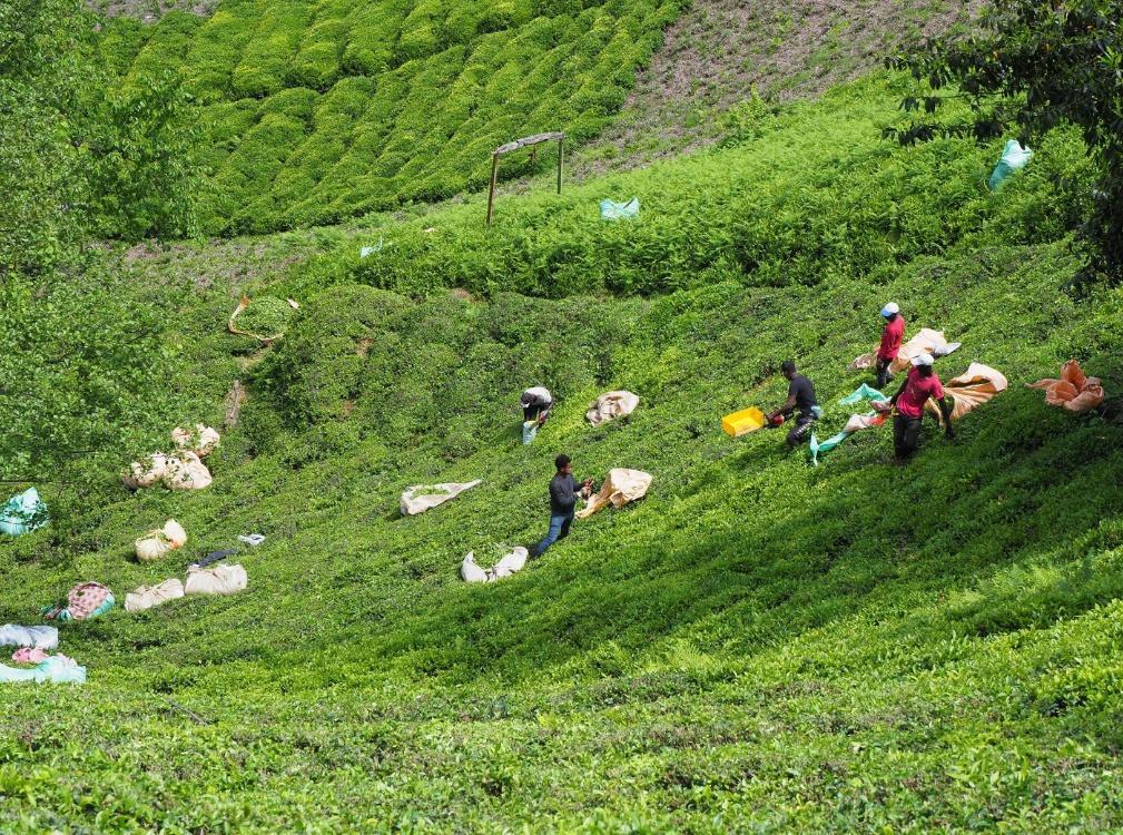 Tea yield decline persists in Black Sea region