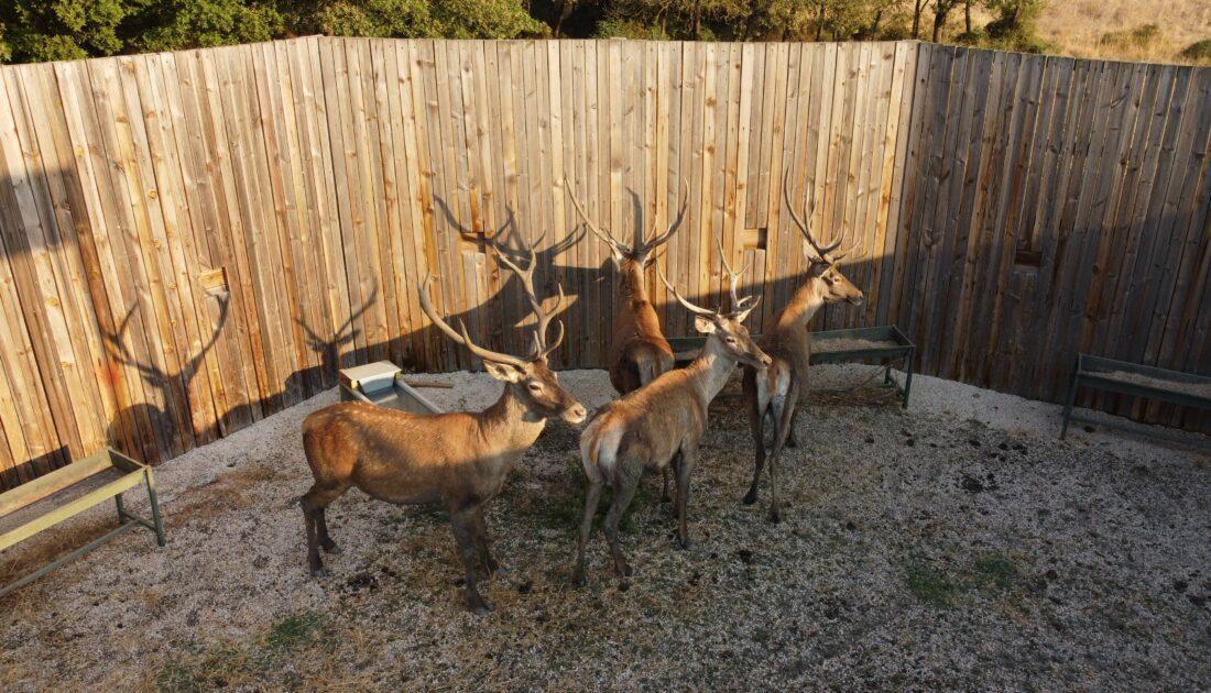 Former tourism minister condemns red deer hunting tender in Bolu