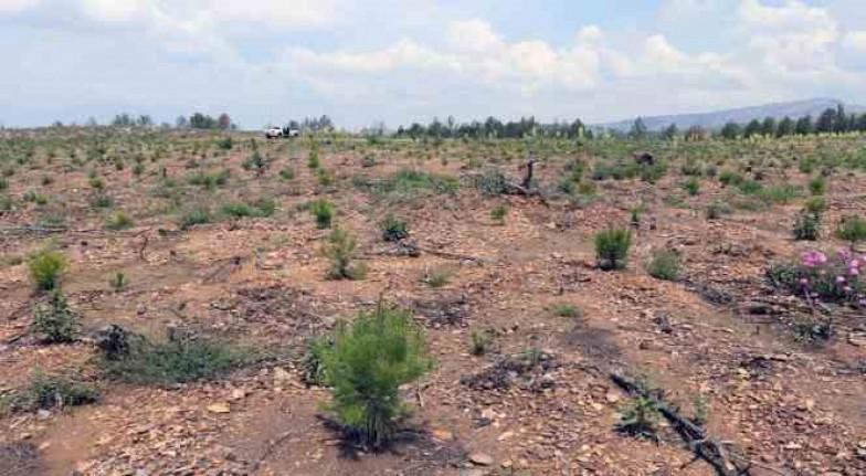 Forestry team works to transform burned Muğla lands