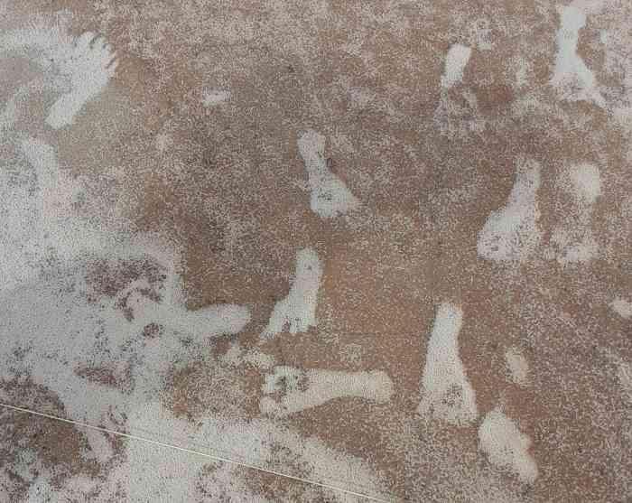 Footprints in New Mexico oldest sign of humans in Americas: Research