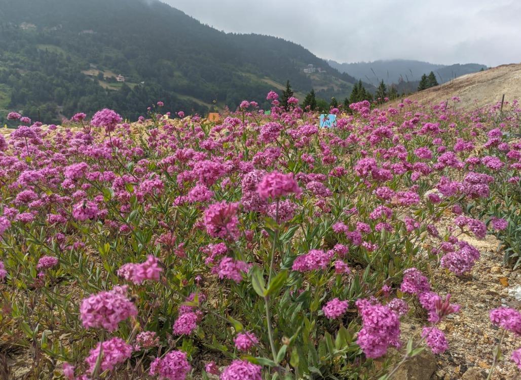 Project launched to regreen old mine sites