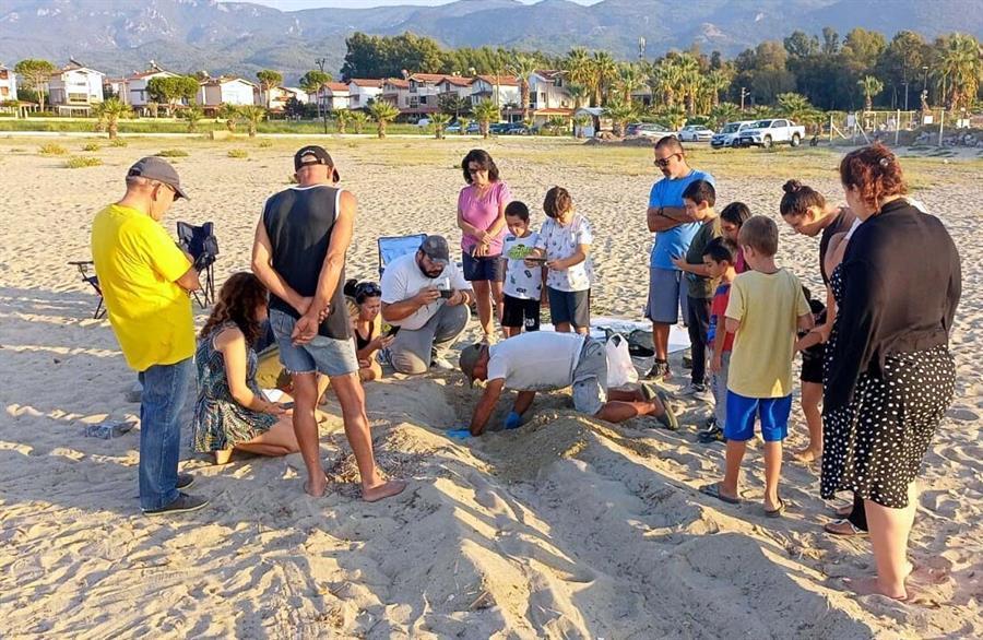Aydın witnesses thrive in Caretta caretta nests