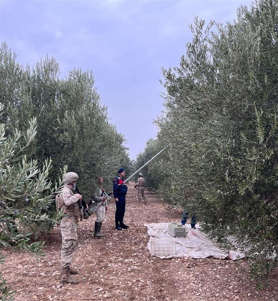 Türkiye extends ban on olive oil exports