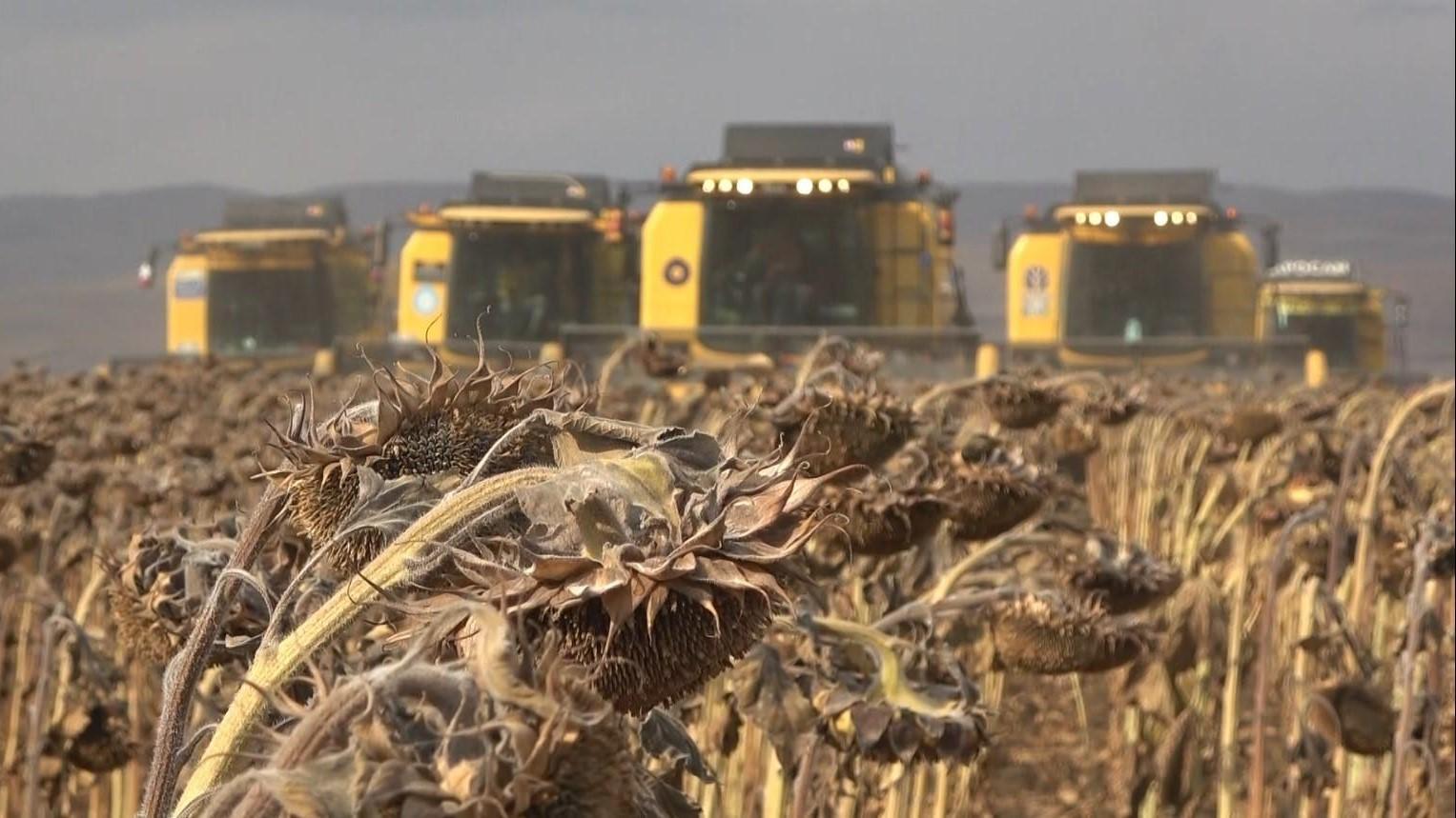 Drought-resilient seeds alleviate sunflower crisis