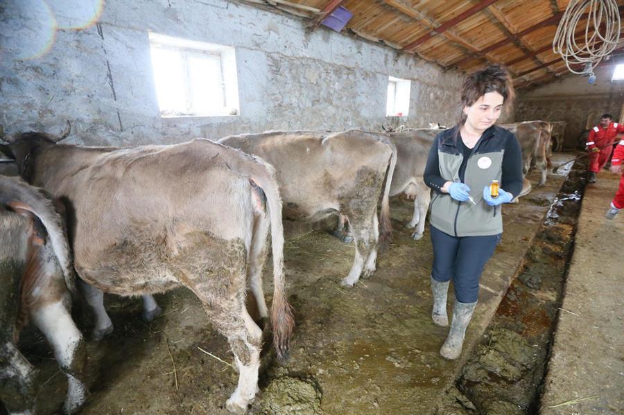 Vets look after animals despite harsh weather