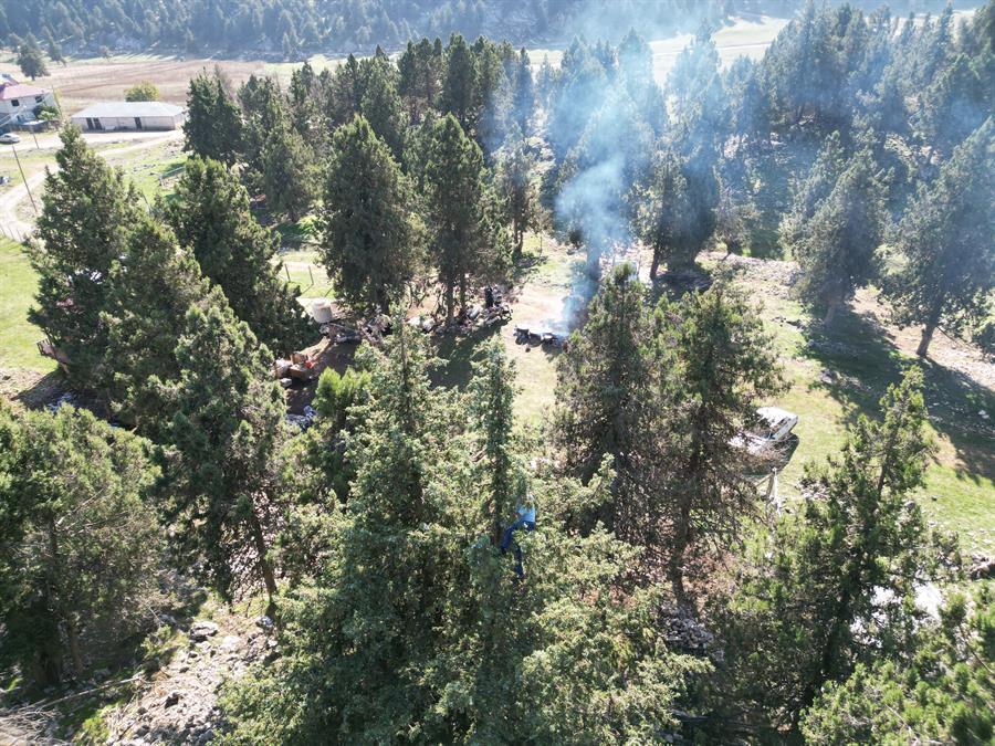 Forests to be established in all 81 cities in nationwide campaign: Minister