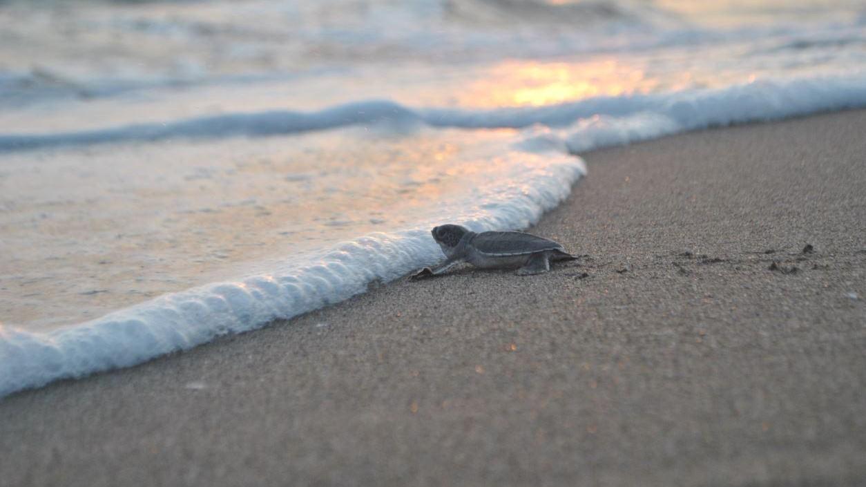 590,000 sea turtles reach sea in Türkiye this year