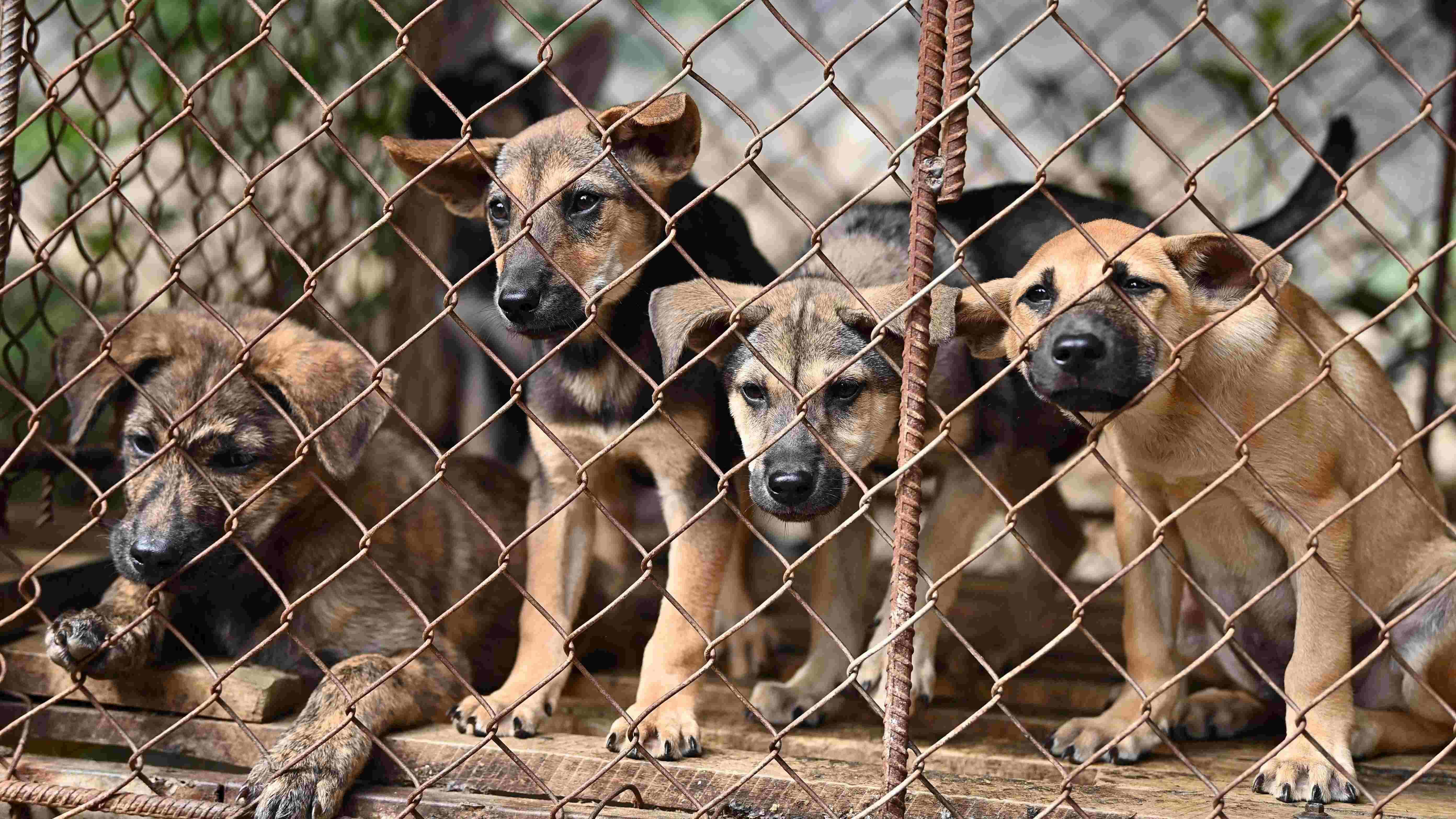 Vietnam dog slaughterhouse closes, setting puppies free
