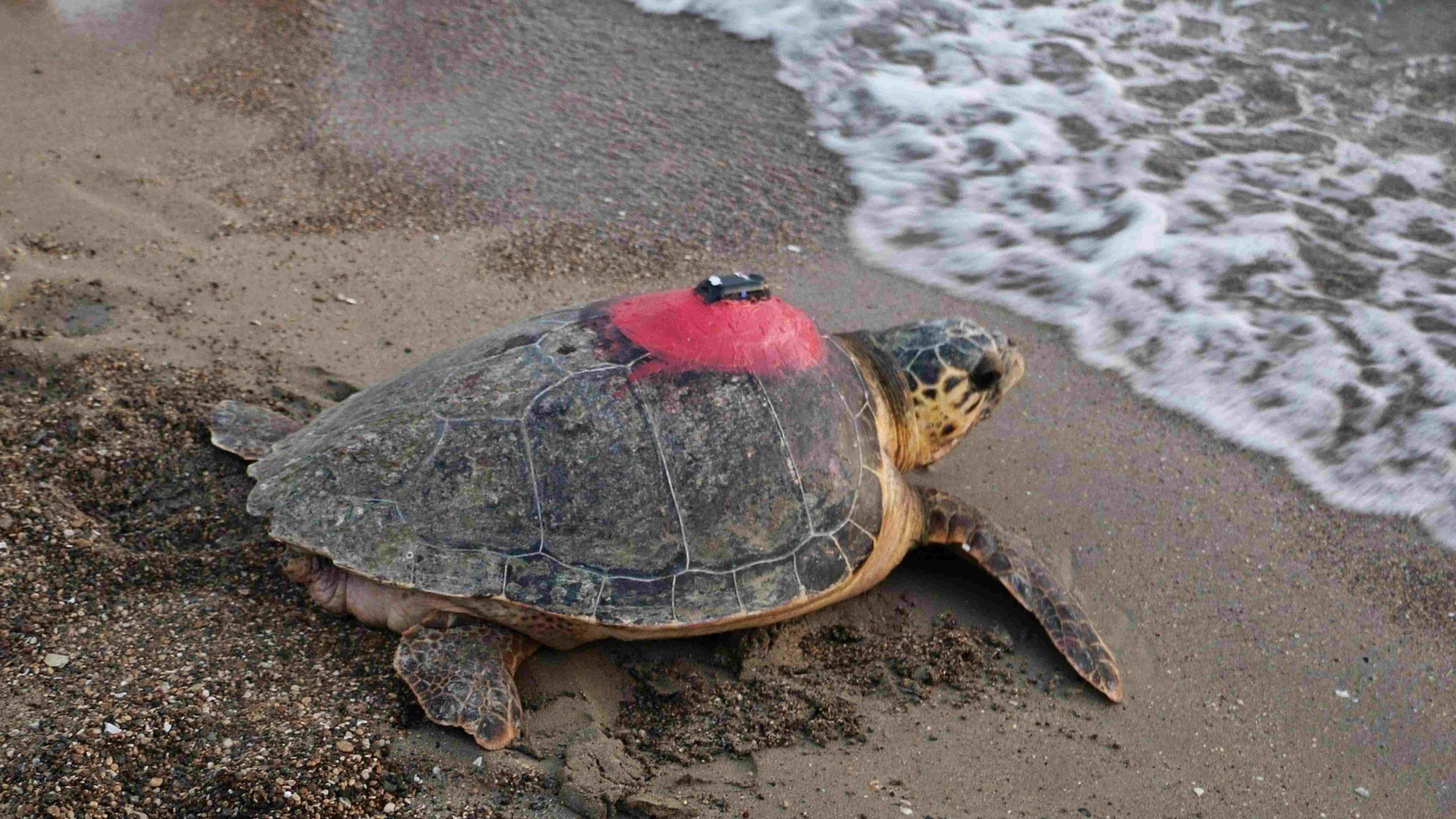 Healed loggerhead turtle embarks on epic 28,000-km journey