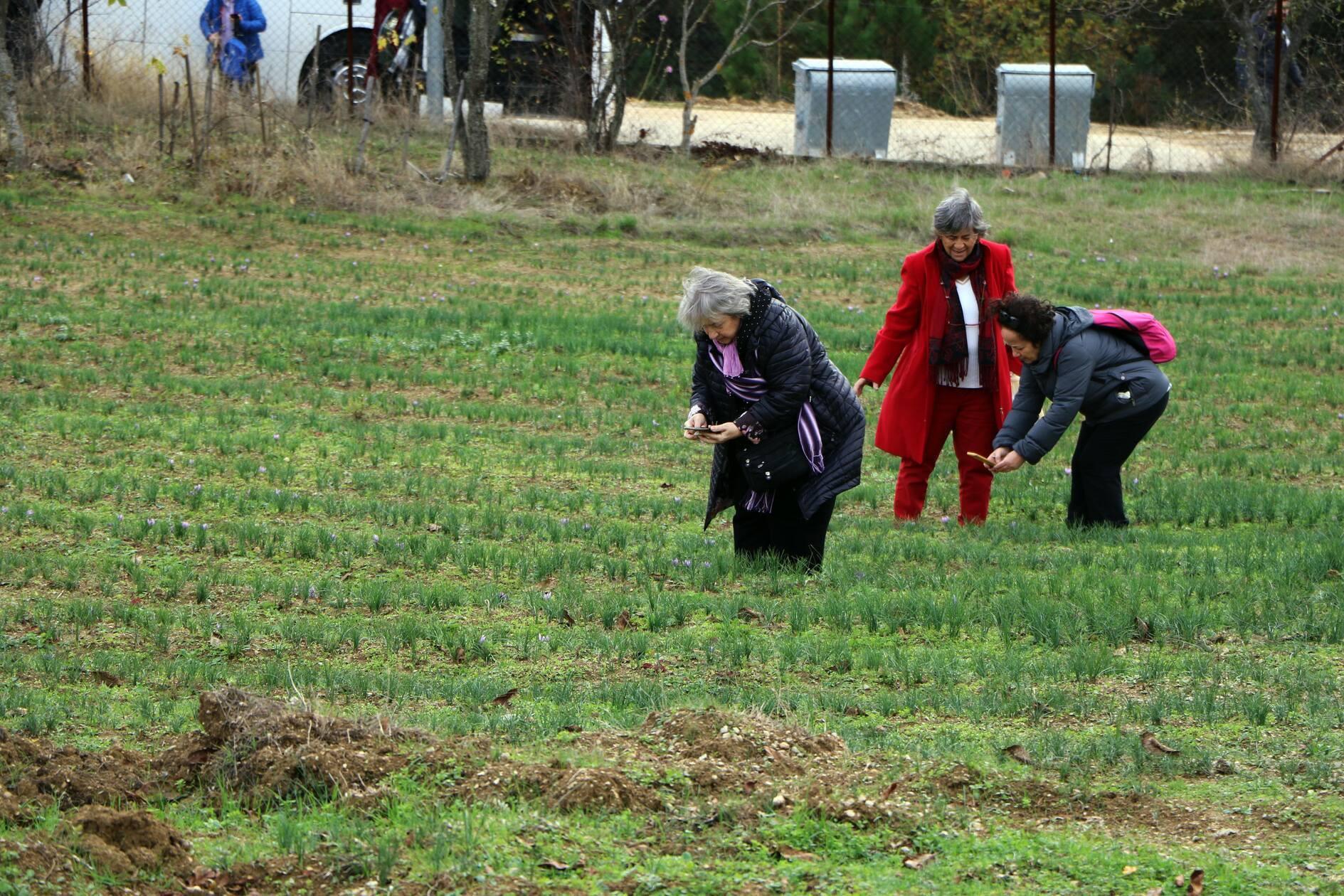Influx of visitors to most expensive spice’s harvest