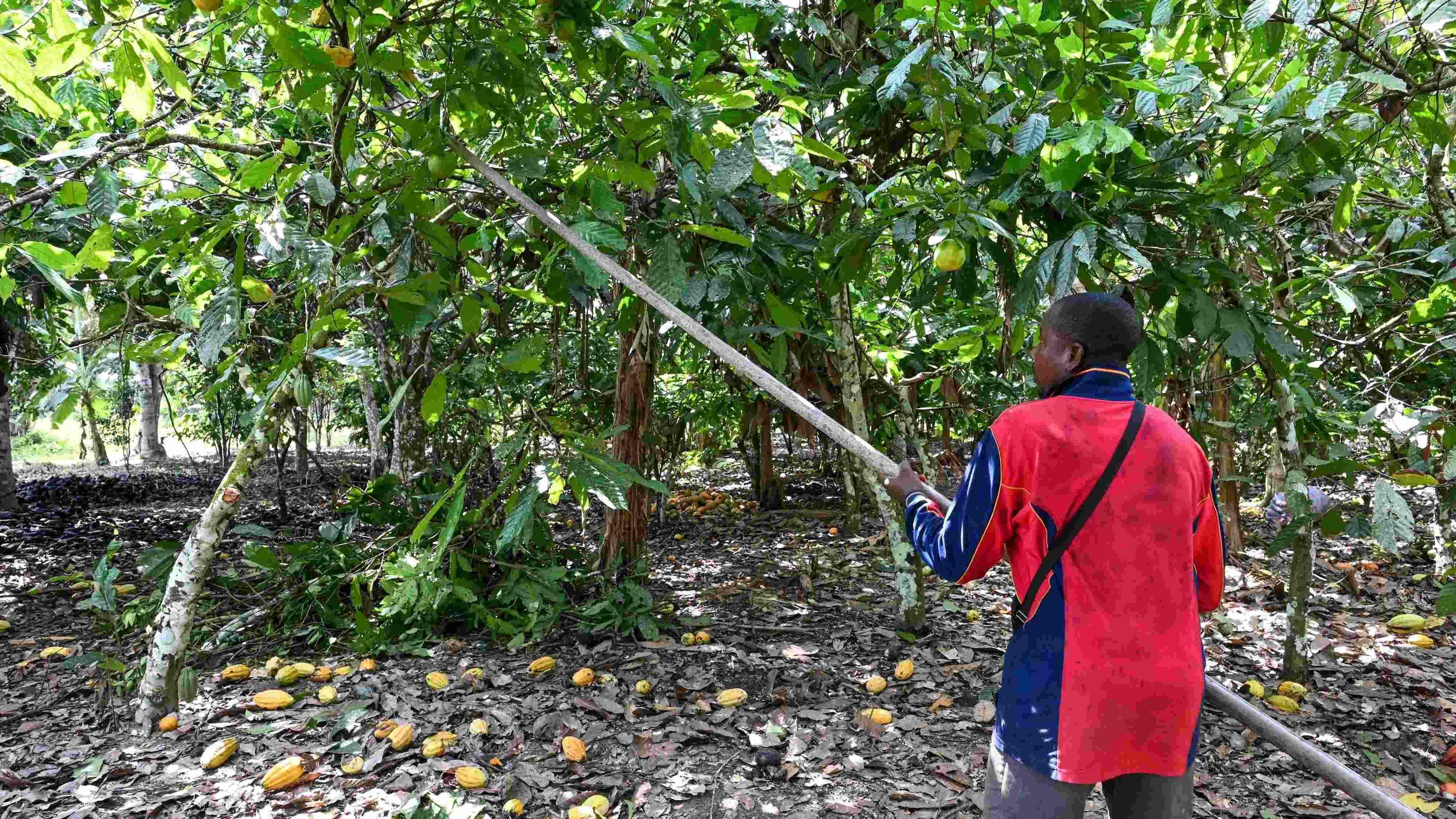 Top producer Ivory Coast fears for cocoa output after rains