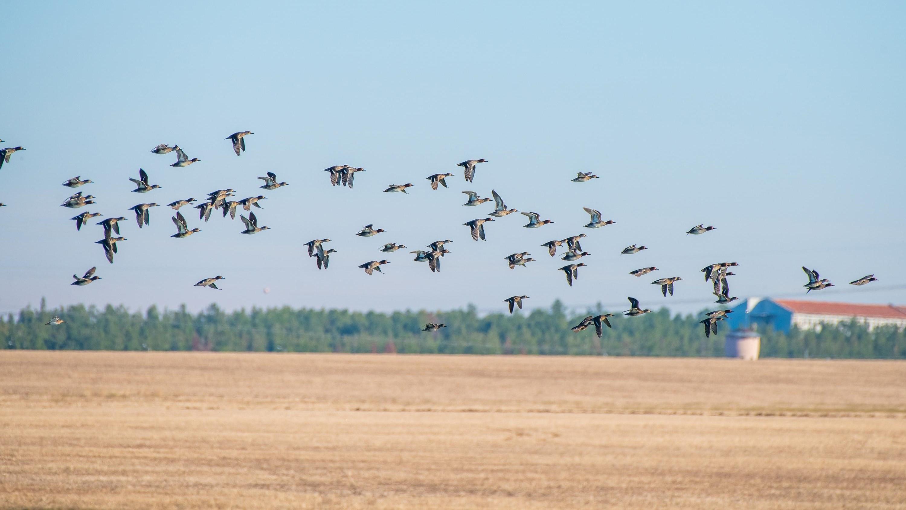 Kabaklı Pond hosts thousands of migratory birds