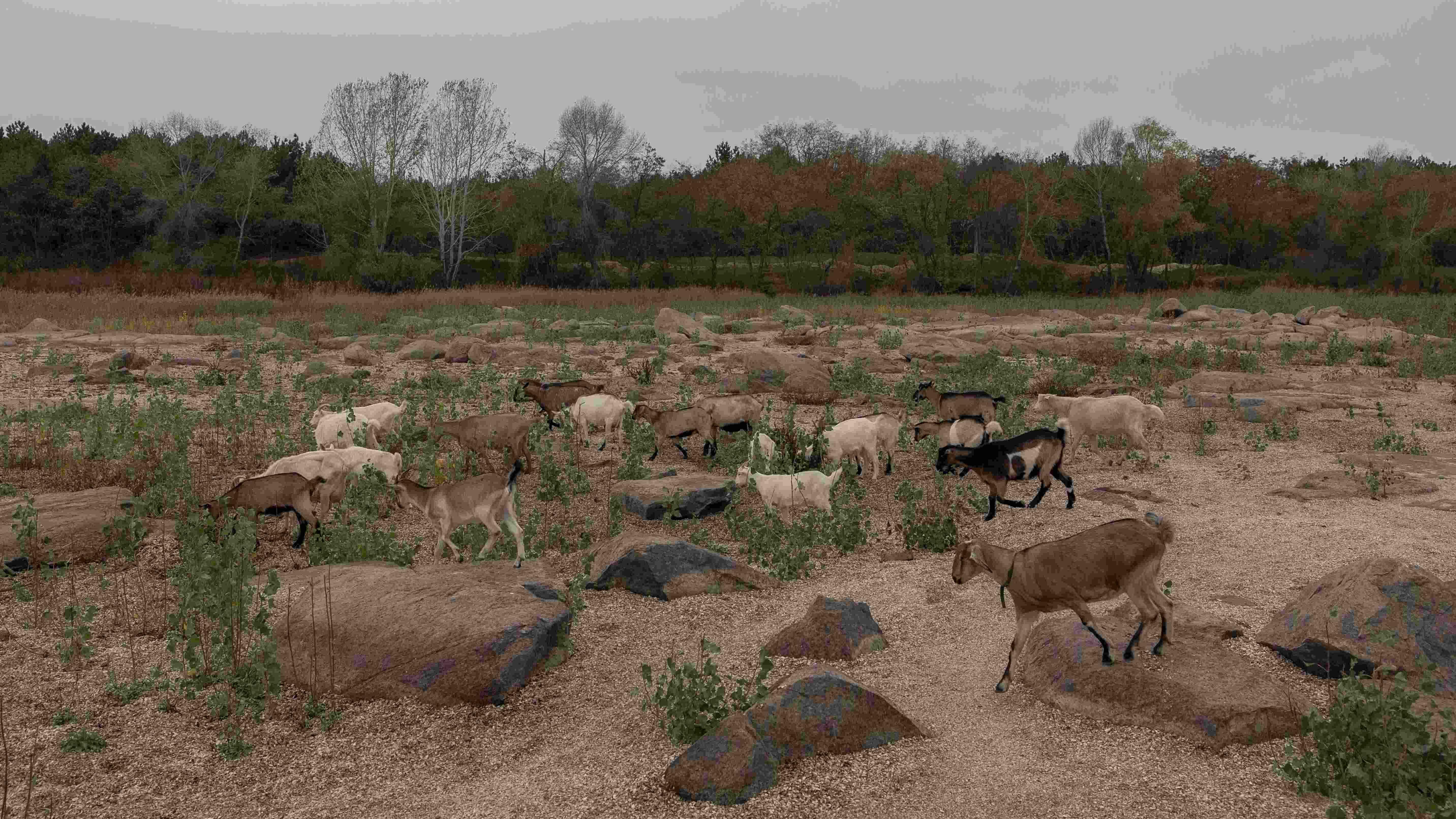 The environment: another victim of Russias invasion