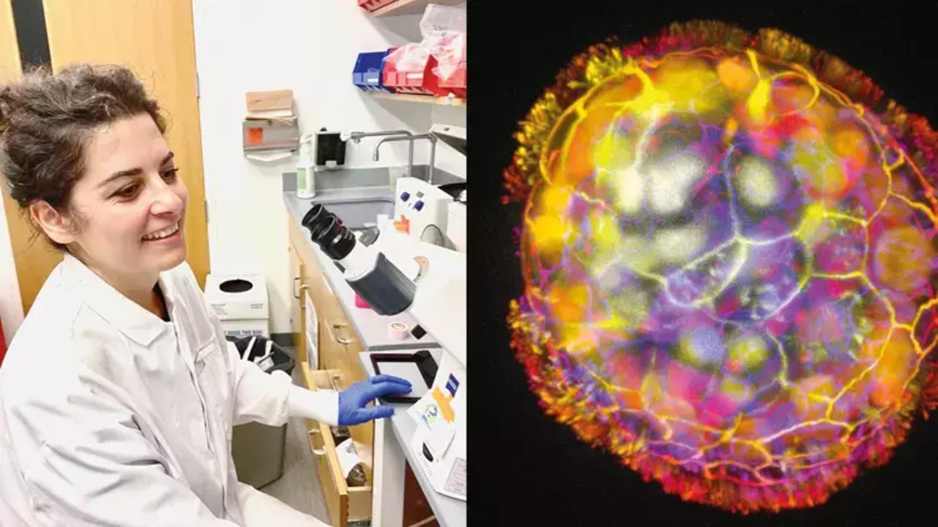 Turkish scientist made living robots from human DNA