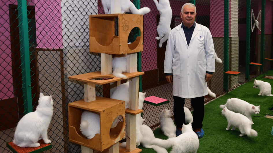 Van Cat Center closed season with 145 kittens this year