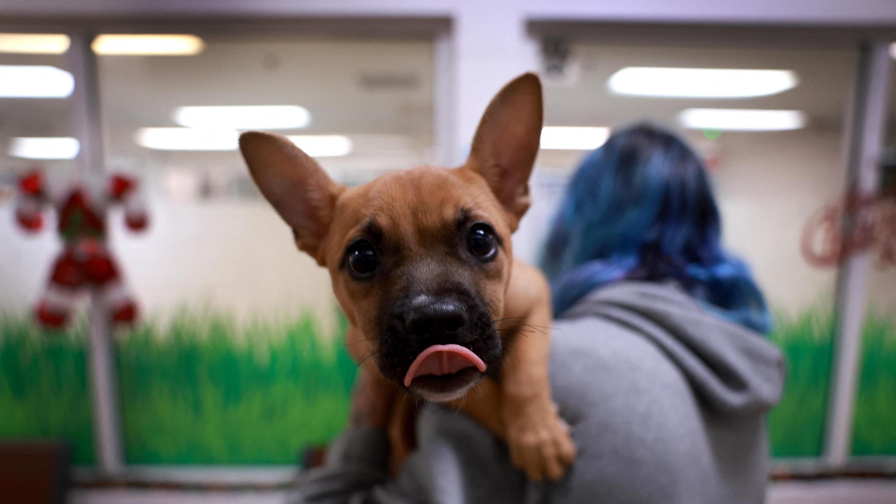 ODTÜ students launch pet socialization app