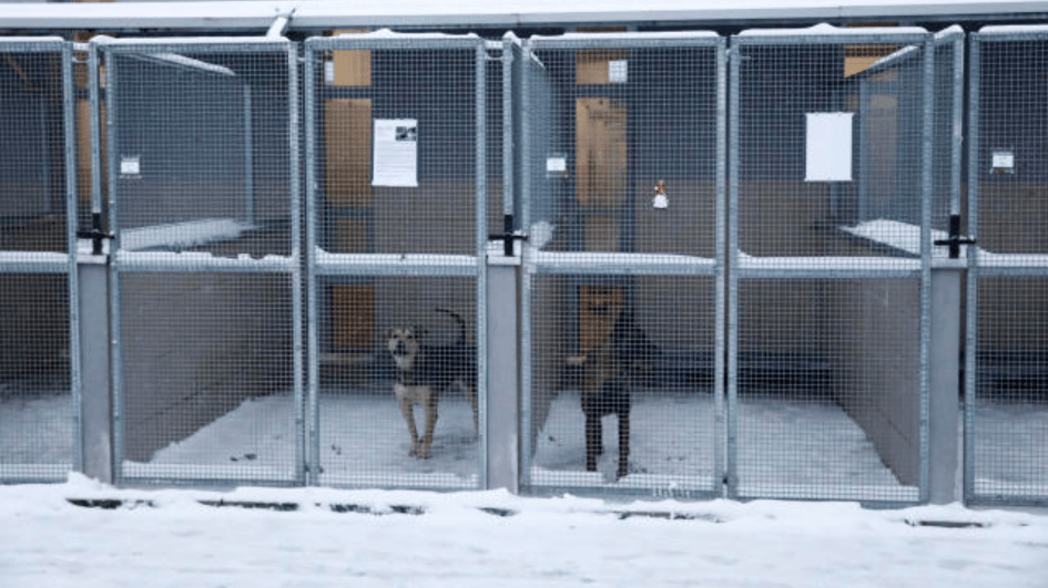 A dog shelter gets a warm response to its appeal