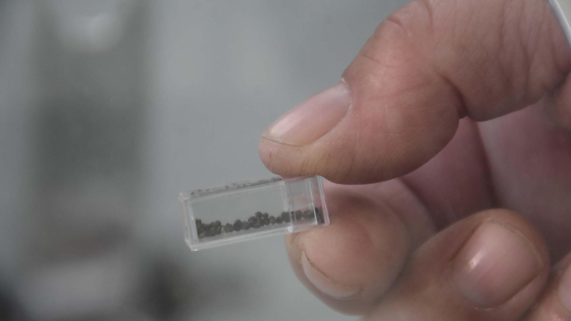 Ancient fig seeds found in Yassıtepe Mound