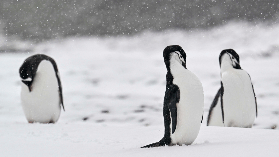 Unknown colonies of emperor penguins spotted