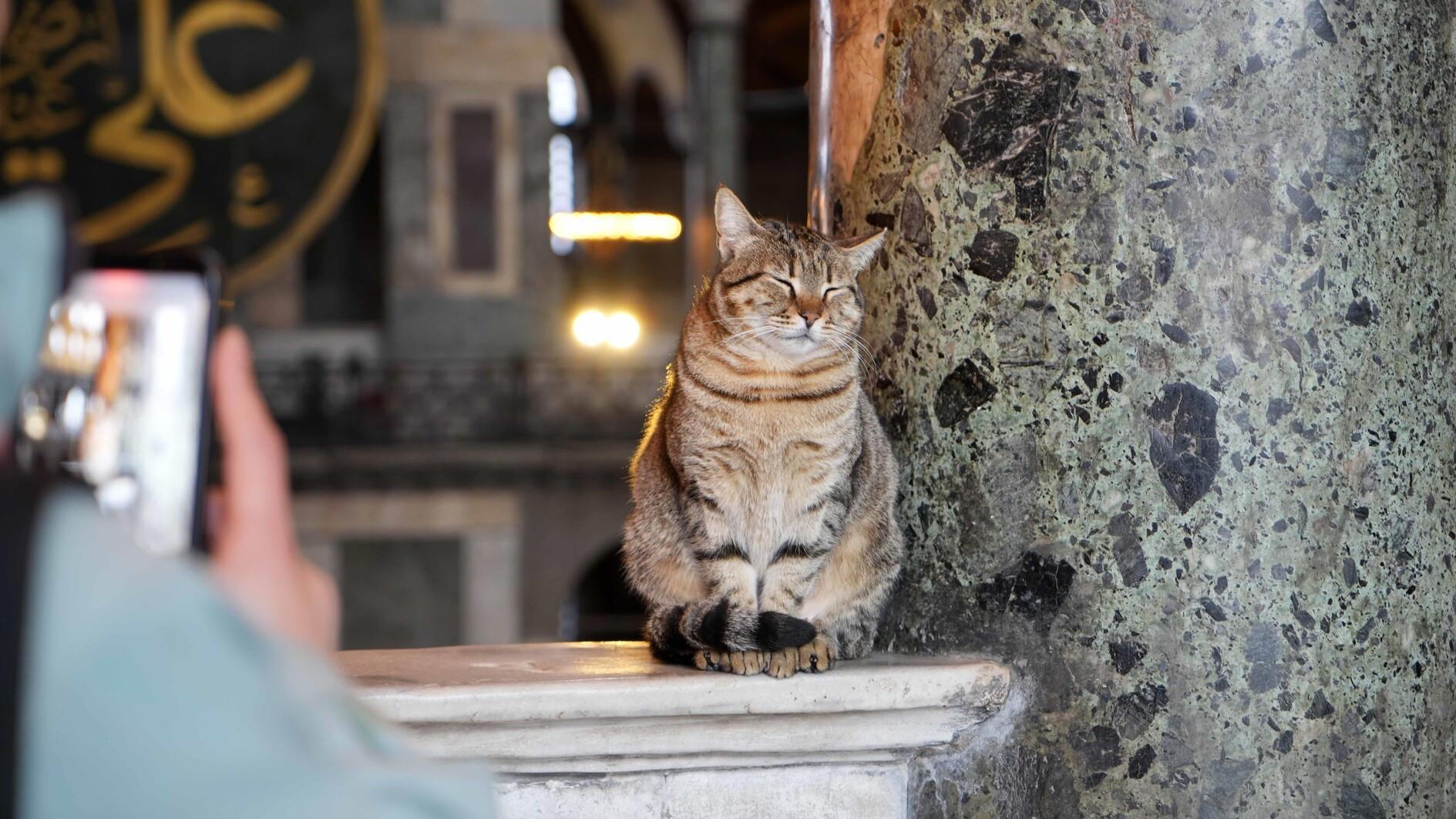 Hagia Sophia gets new furry mascot