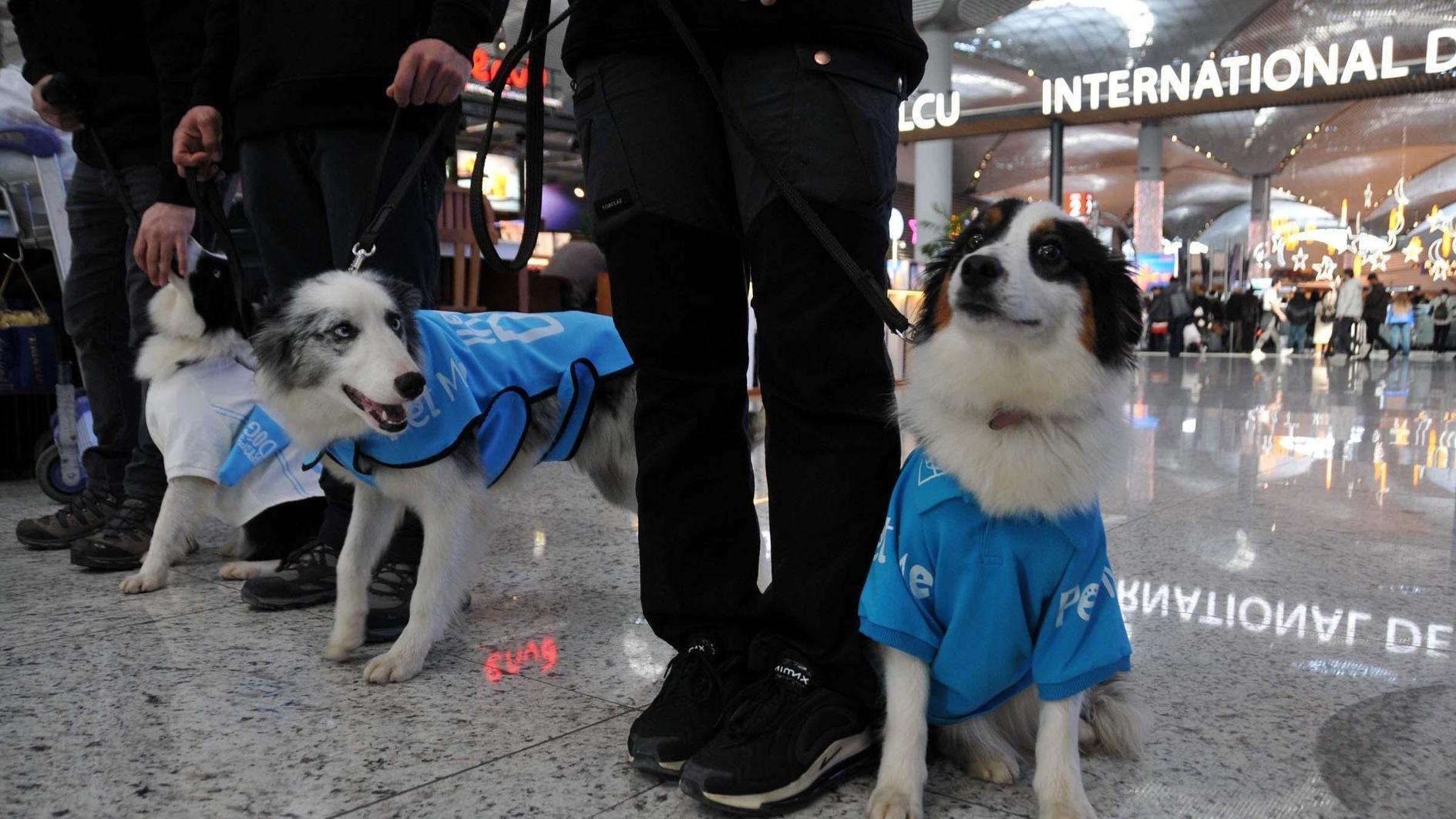 Istanbul Airport introduces therapy dogs to soothe passengers