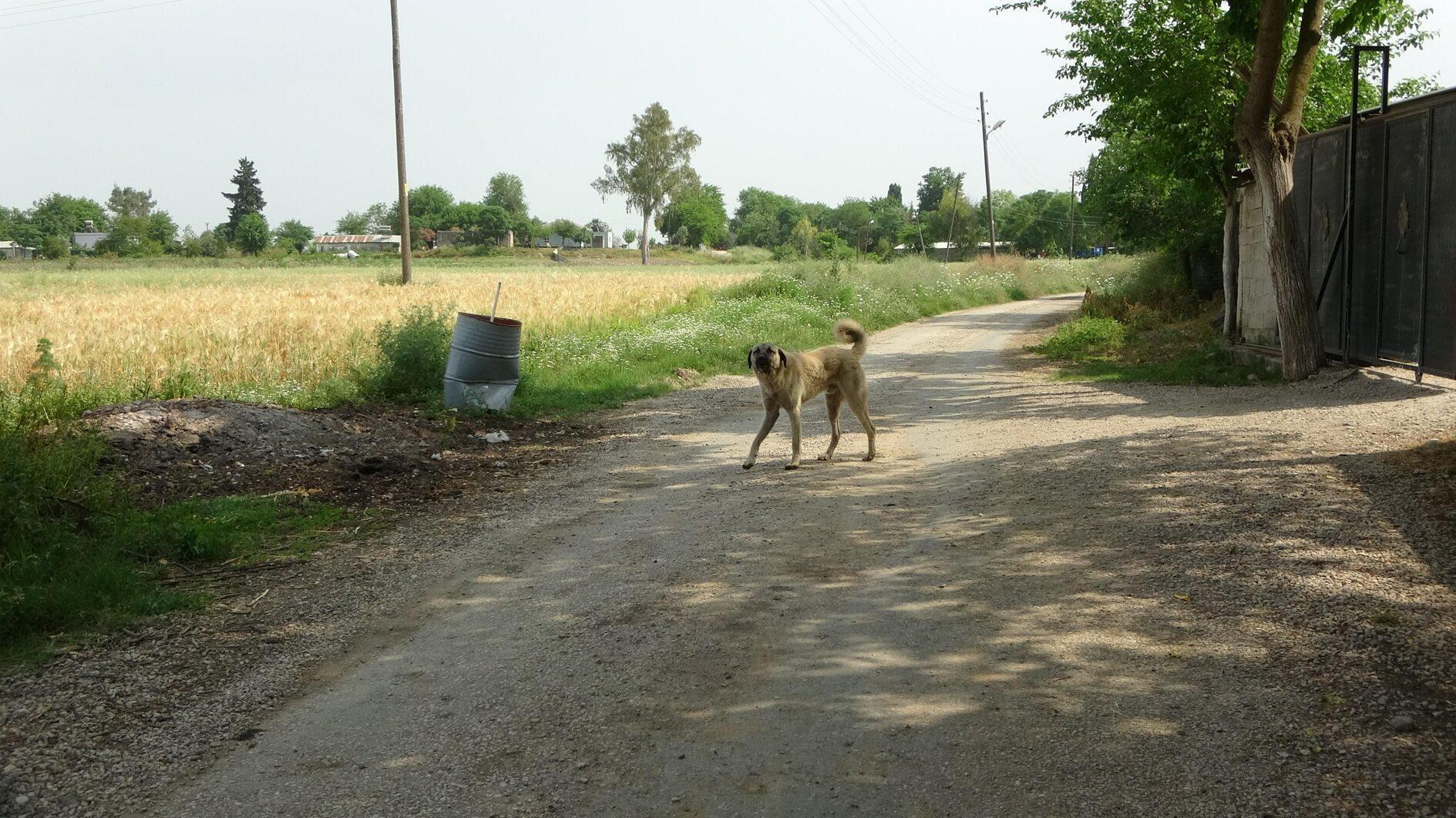 Calls for sterilization grow after AKP’s stray dog proposal